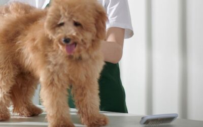 Free Trial Of Trupanion Pet Insurance