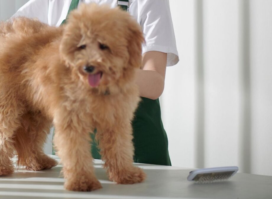 A brown furry puppy on a table