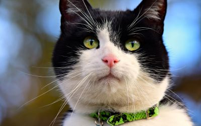 Wash Your Pet’s Dishes After Every Single Use, Seriously