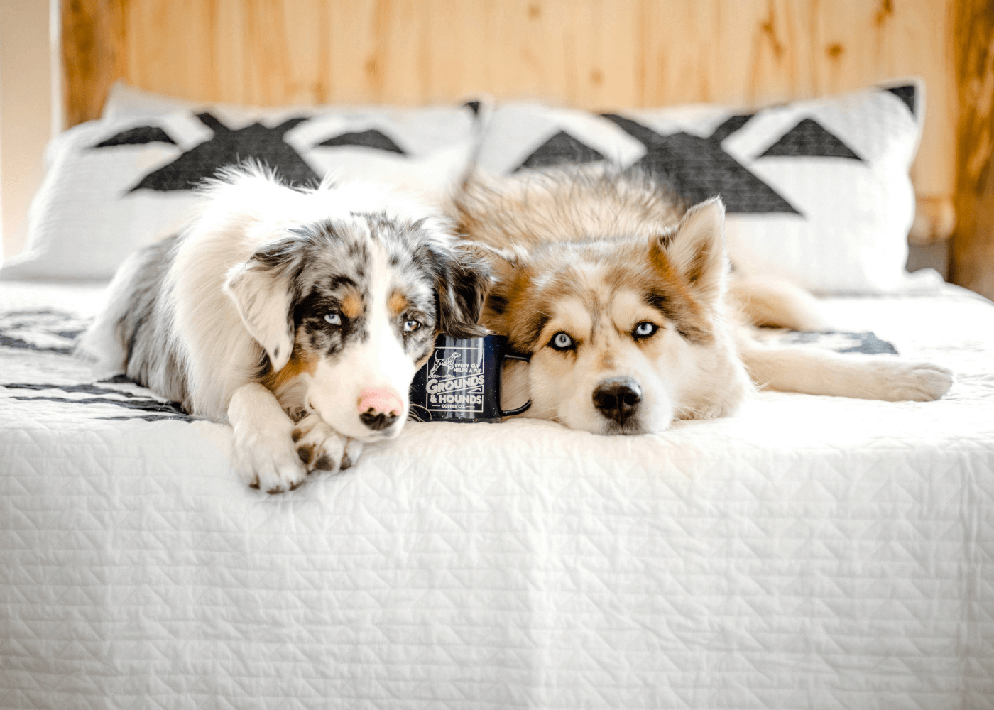 Dogs Lying on Bed