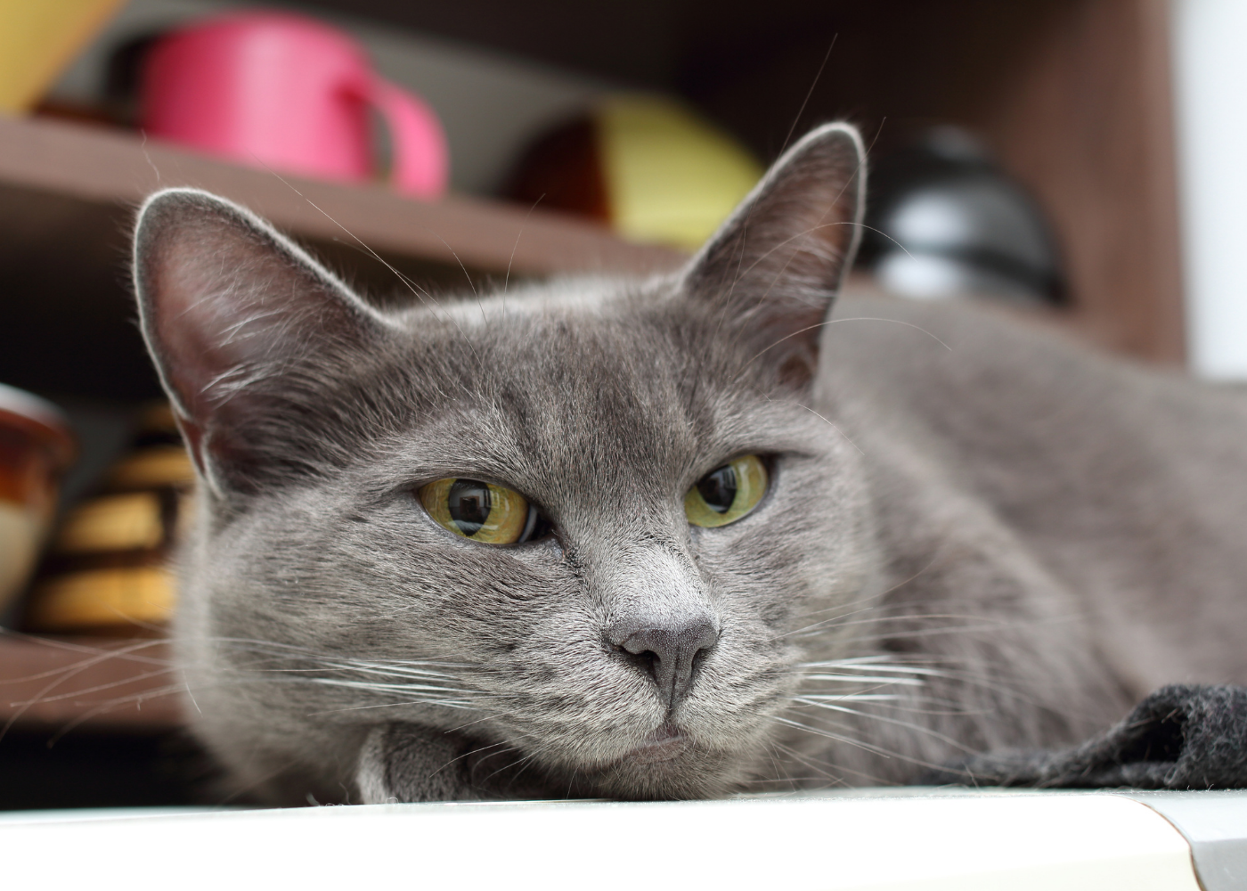 A Gray Cat Lying Down