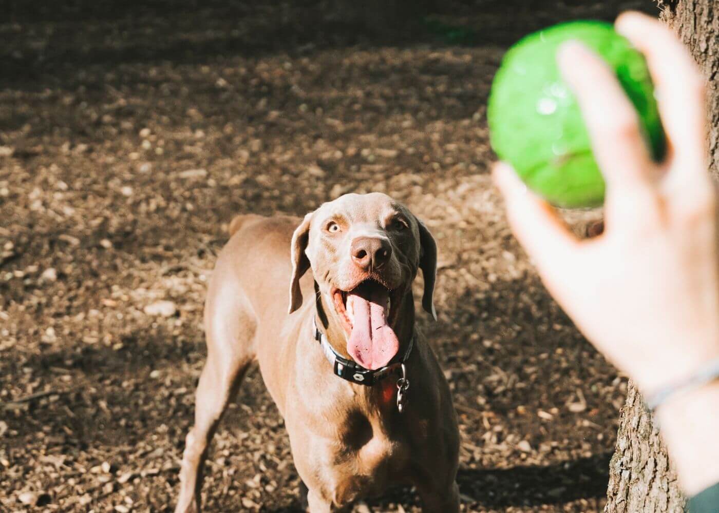 dog playing with ball