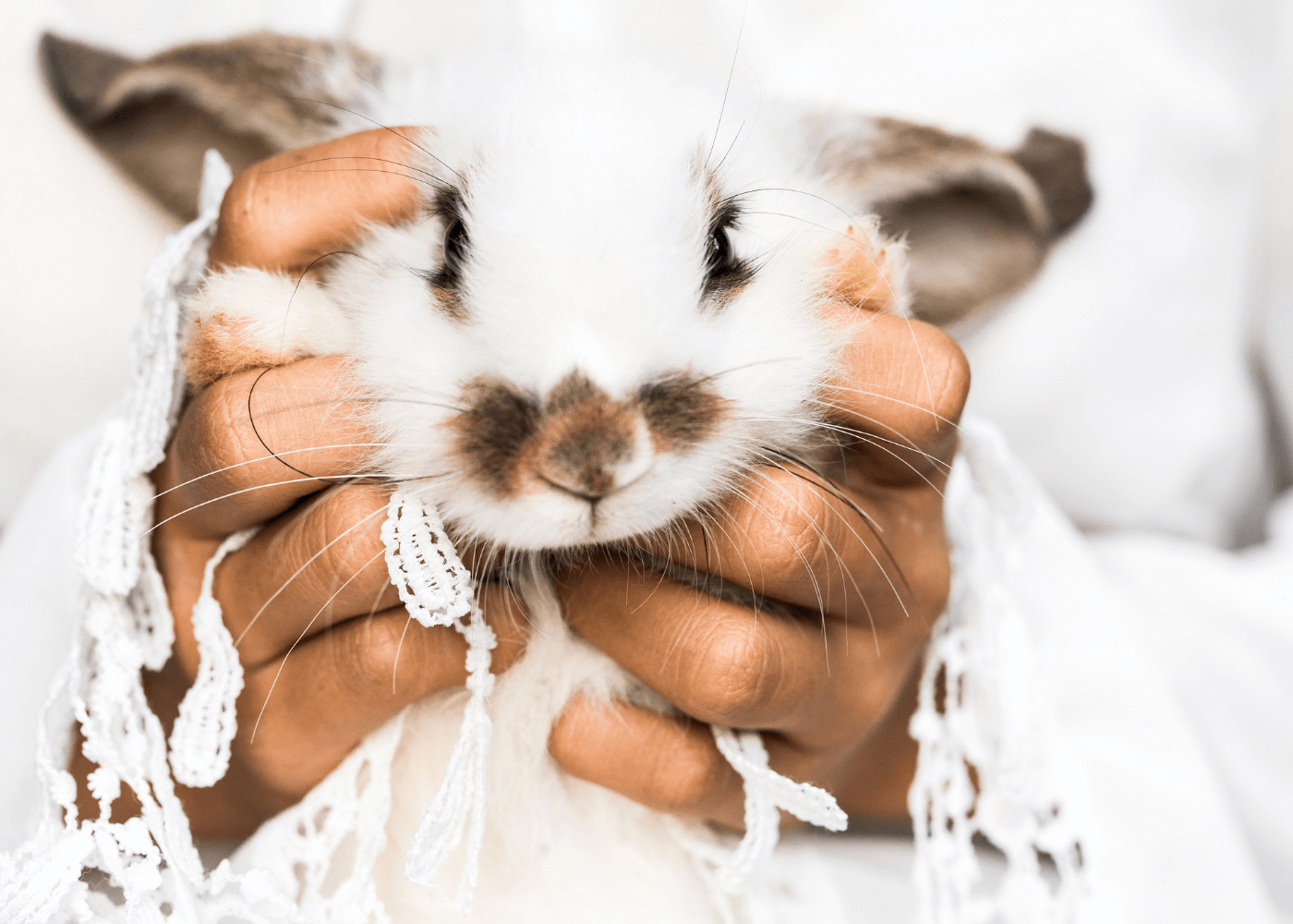 A Person Holding a Rabbit
