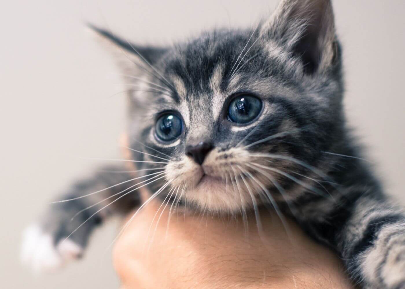 person holding kitten