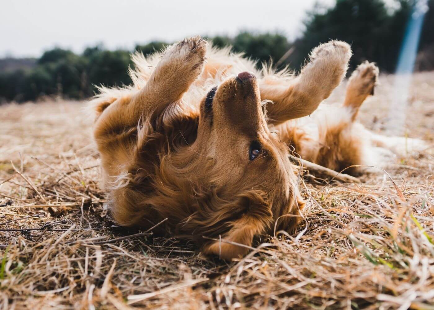 dog rolling on dirt