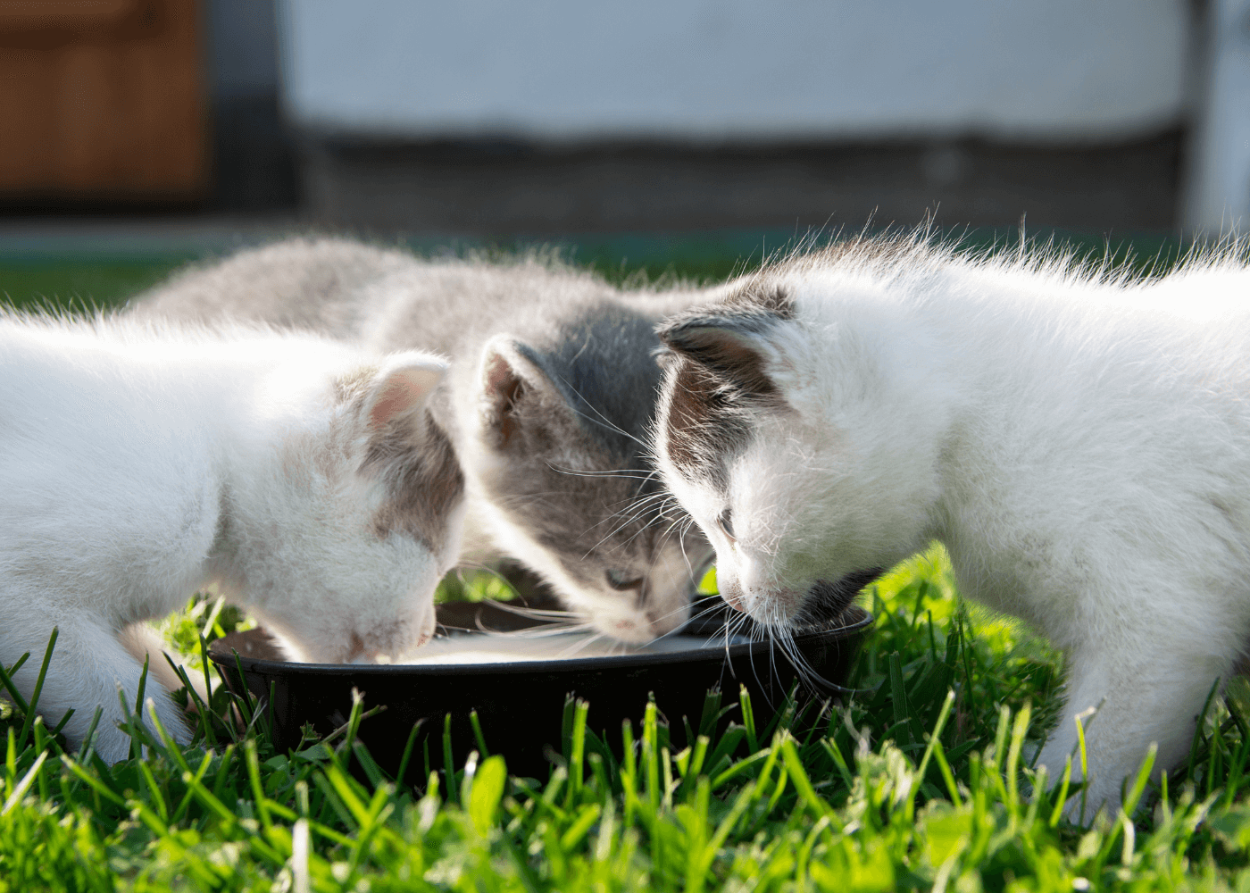 Kittens Drinking from a Bowl