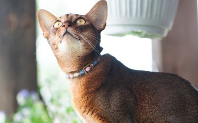 Consent to treatment A Gray Cat Lying Down
