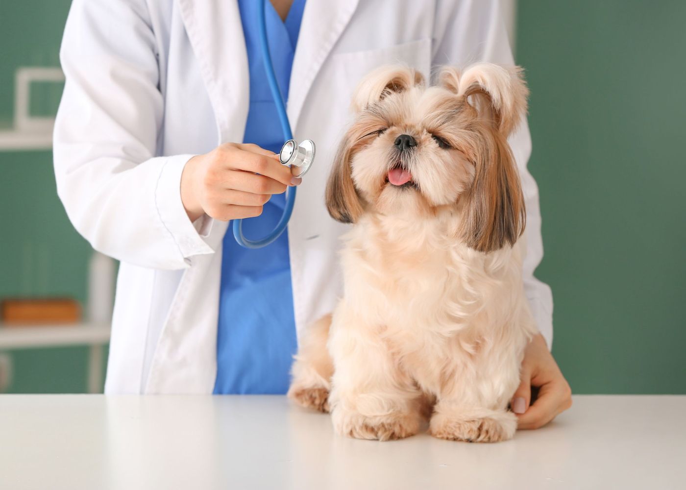 Vaccinations puppy laying on bed