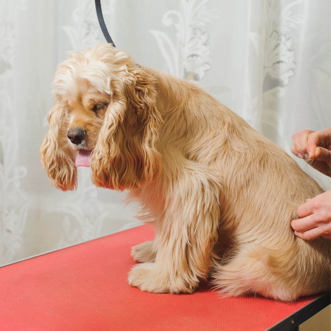 Pet Acupuncture