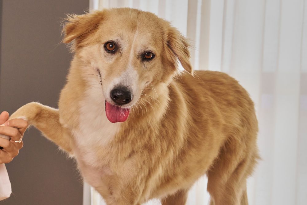 Pet Dermatology Golden retriever dog with its tongue out