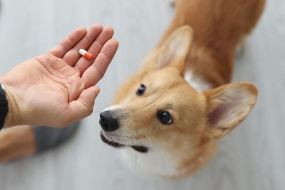 Pet Medicine Vet giving a pill to a Corgi dog