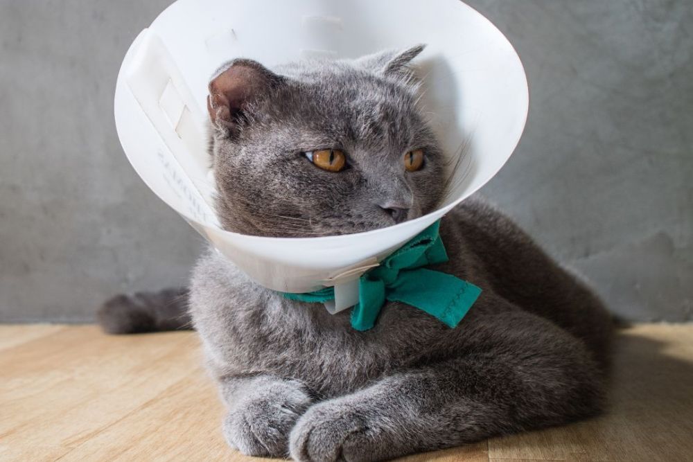Pet Surgery Gray cat wearing a recovery cone after surgery