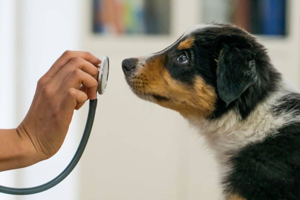 Veterinary examining a dog