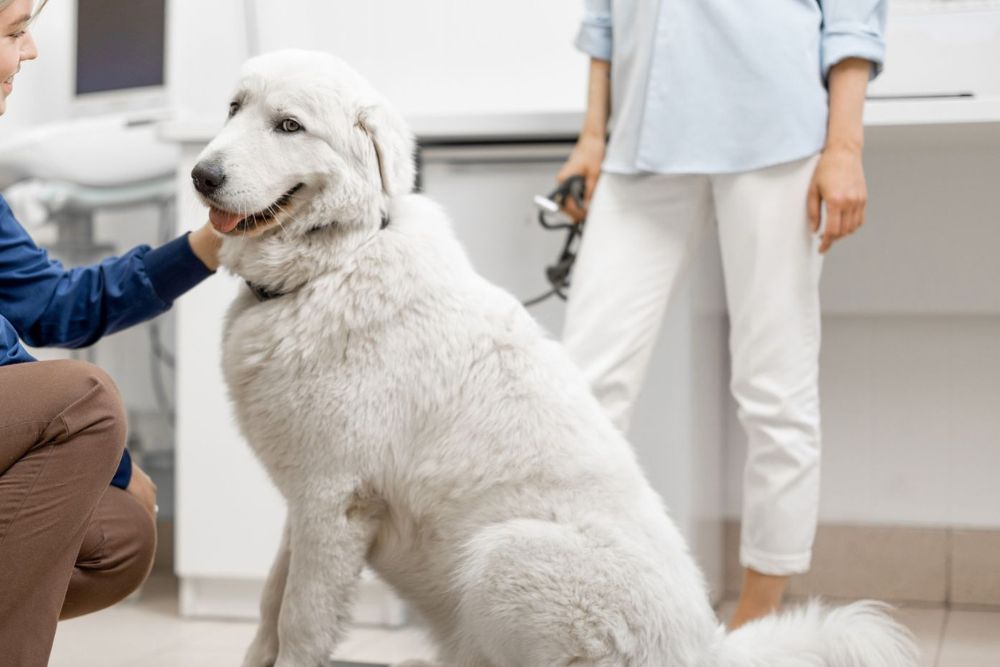 Pet managment pet pain management by vet