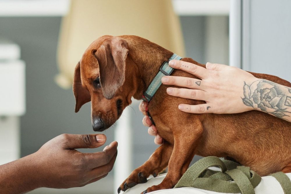 Pet spay A brown dog sitting on a table