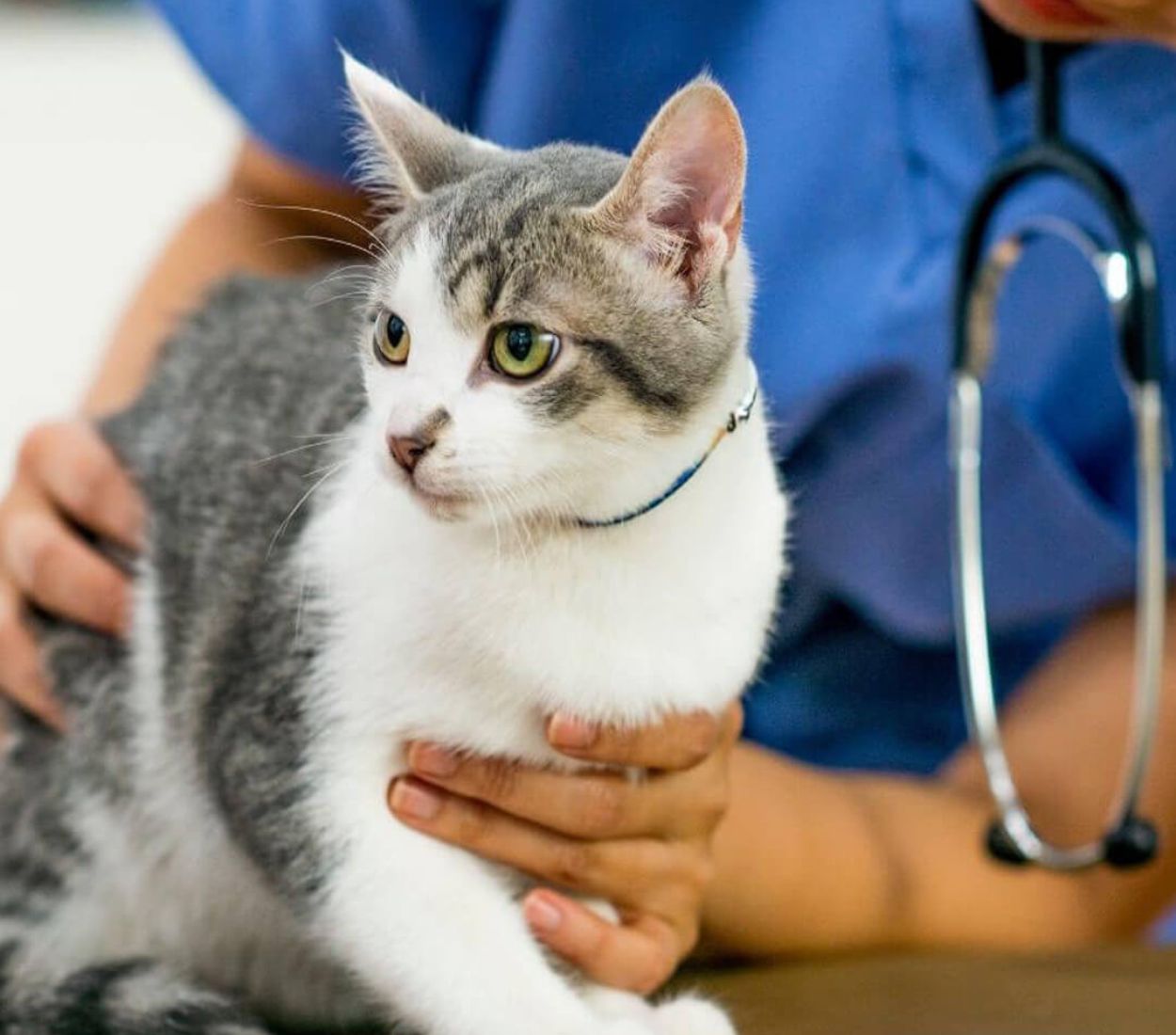 A vet holding a cat