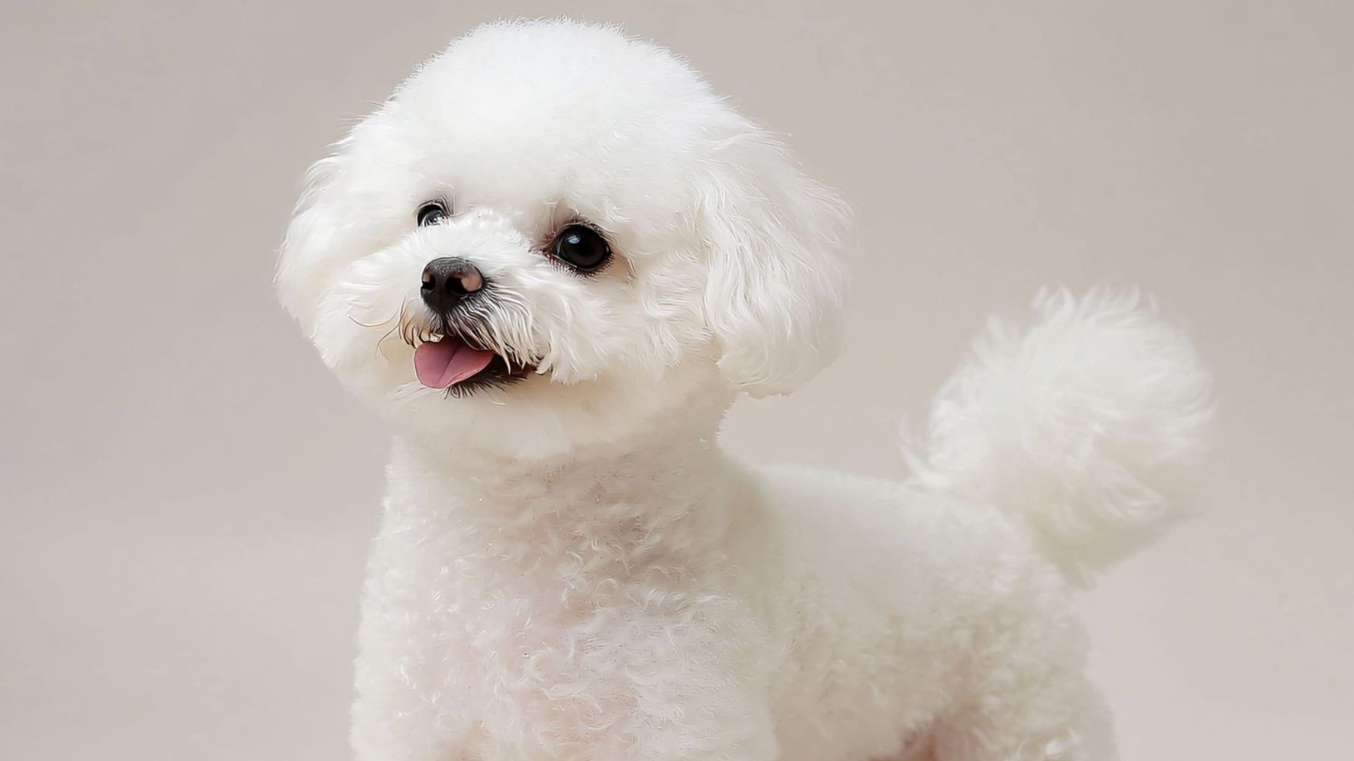 A small, fluffy white dog