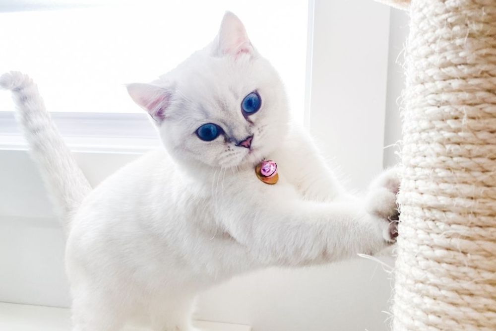 A white cat next to a scratching post