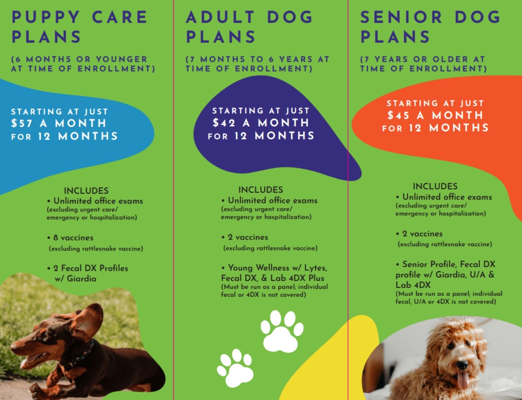 Stetson Hills Animal Hospital Dog Plans